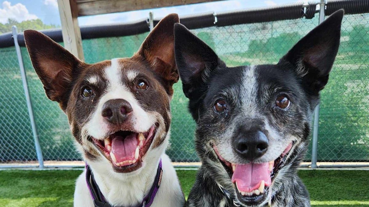 Two shelter dogs smiling together in the Monroe County Dog Shelter play yard